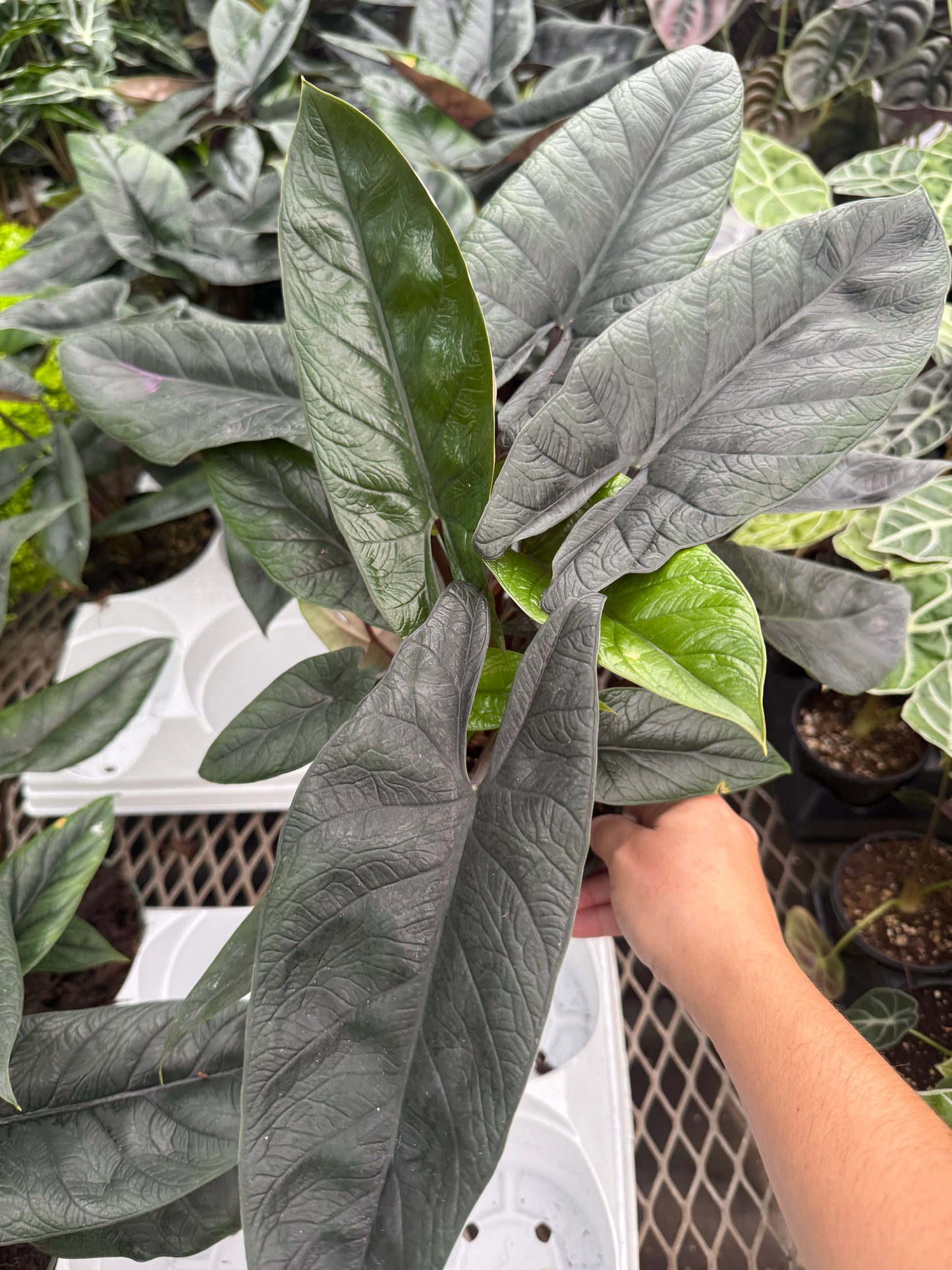 Alocasia ‘Scalprum’