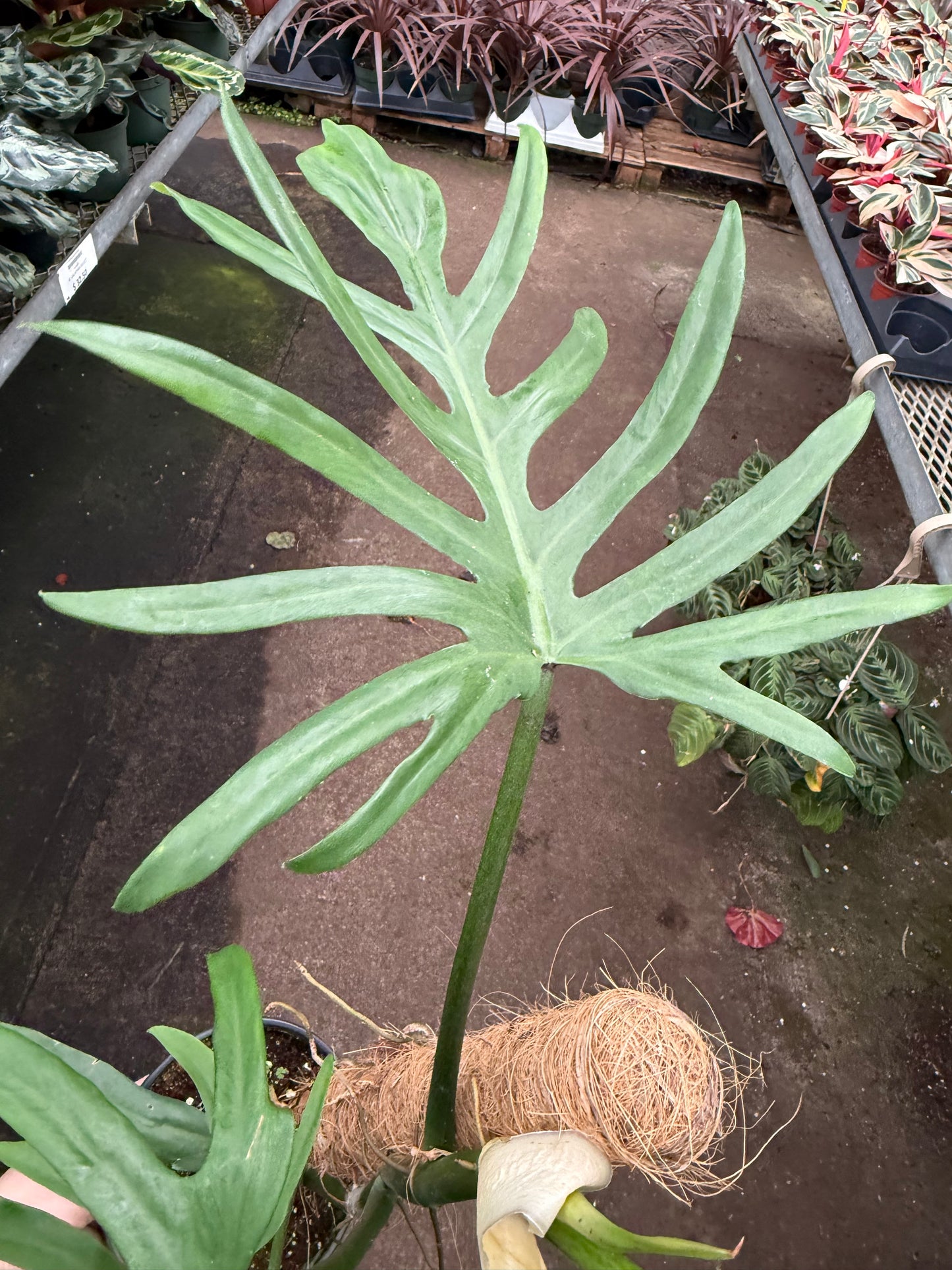Philodendron Elegans