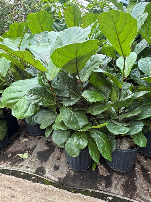 Ficus lyrata (forme buisson)