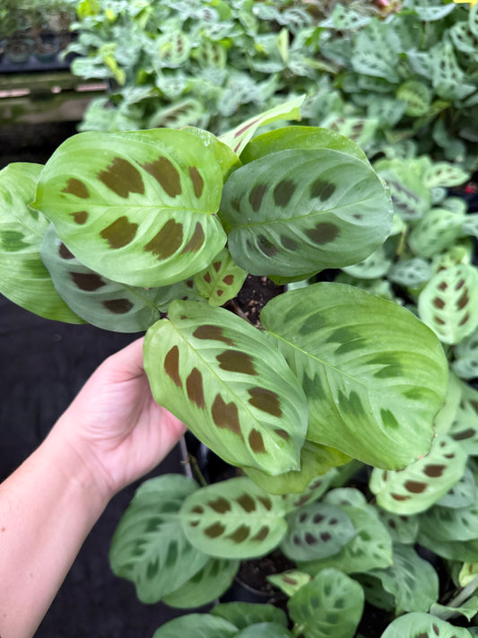 Maranta ˋVert’