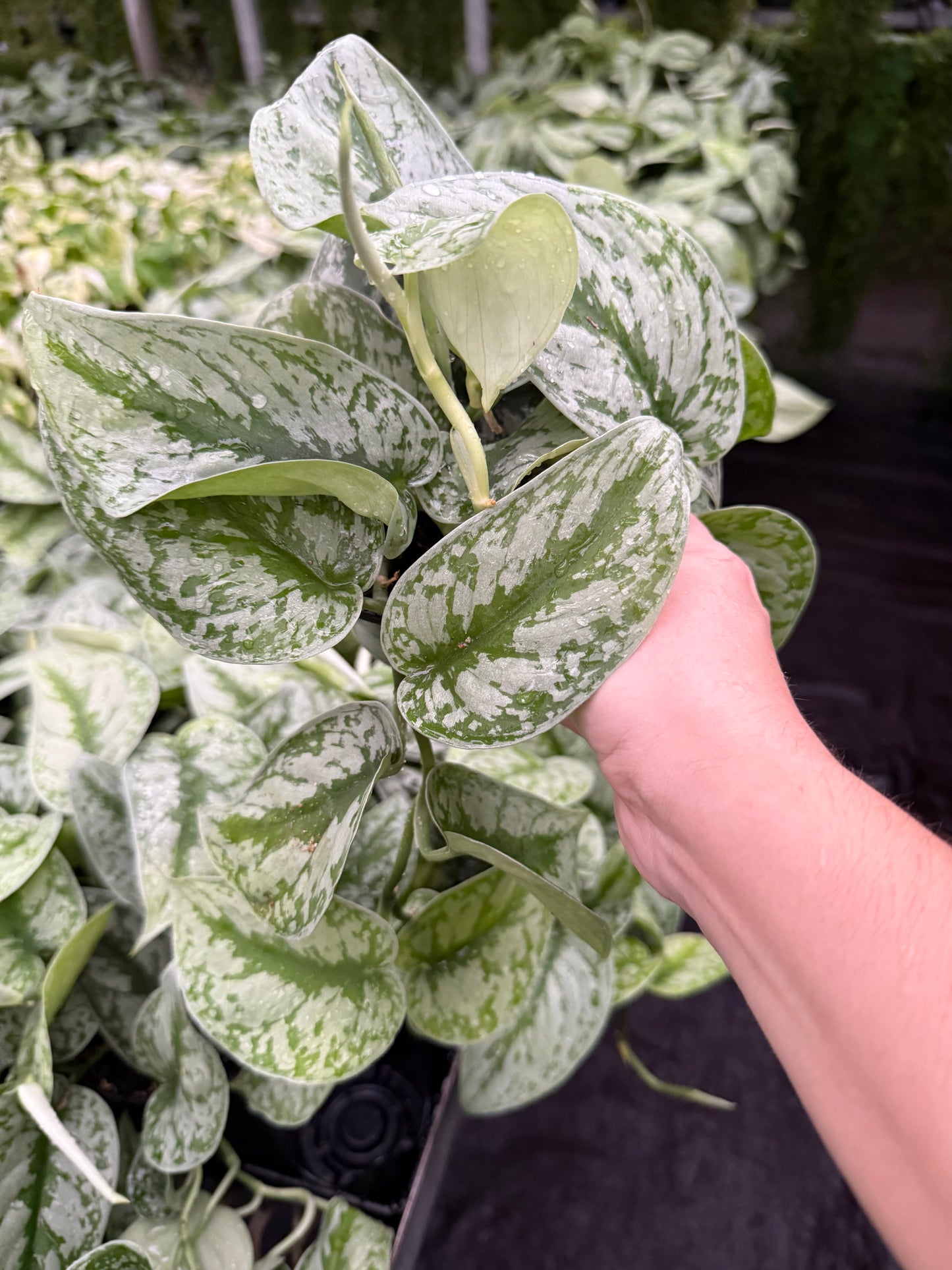 Scindapsus ‘Exotica’