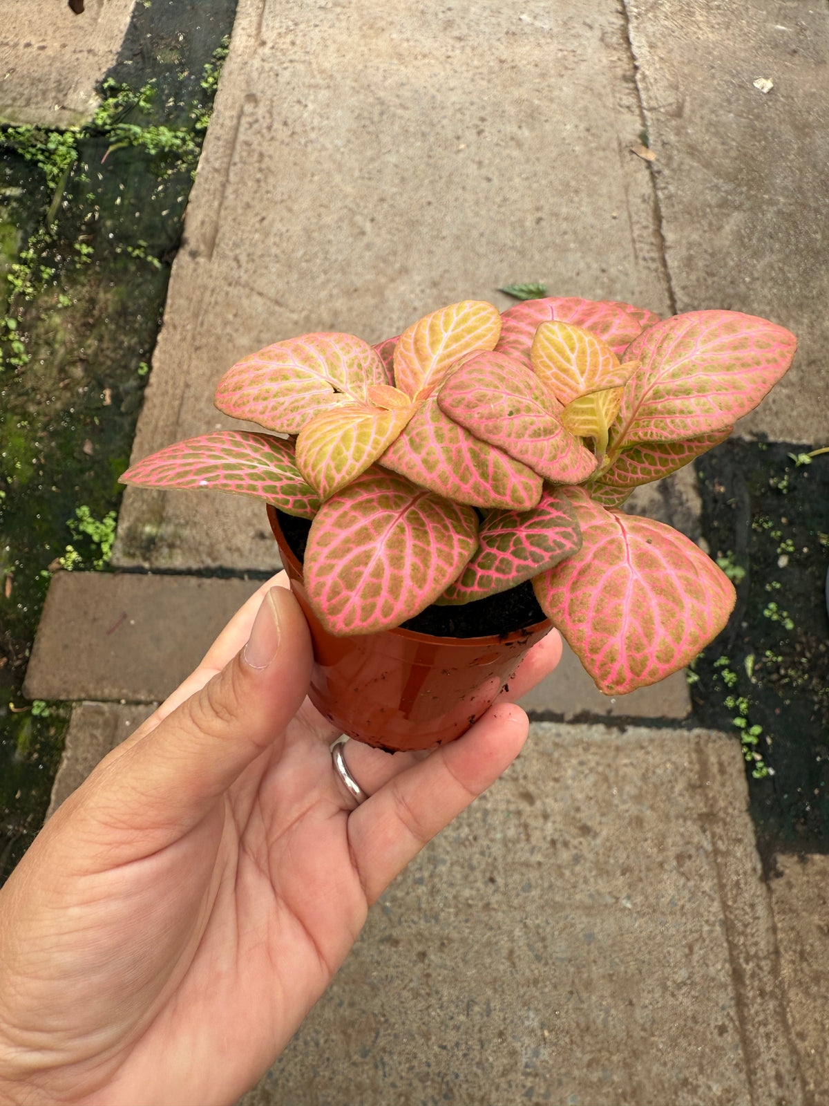 Fittonia « Pink Forest Flame »