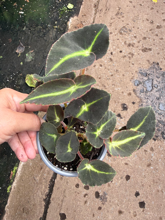 Begonia Listada