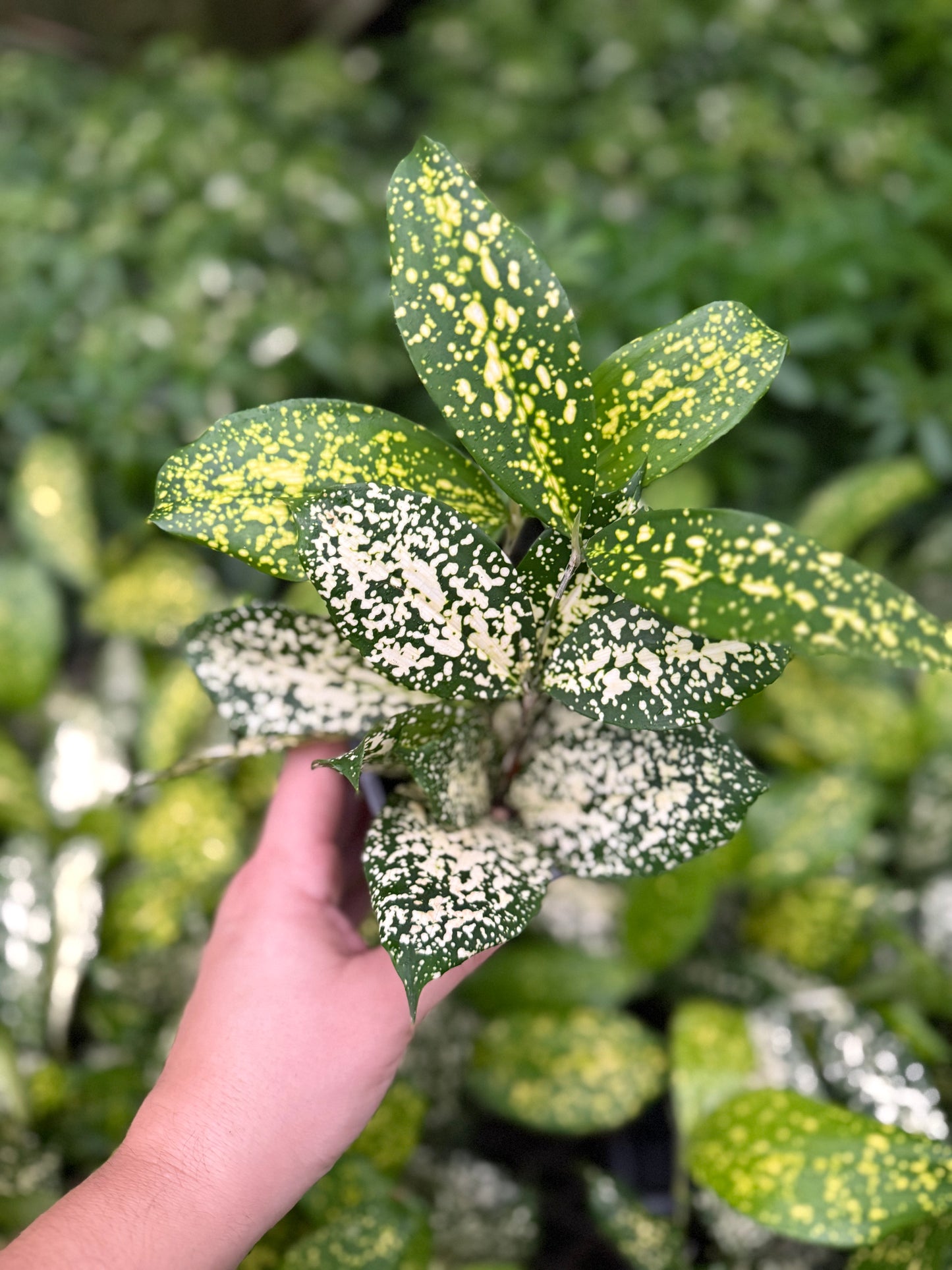 Dracaena ‘Florida Beauty’
