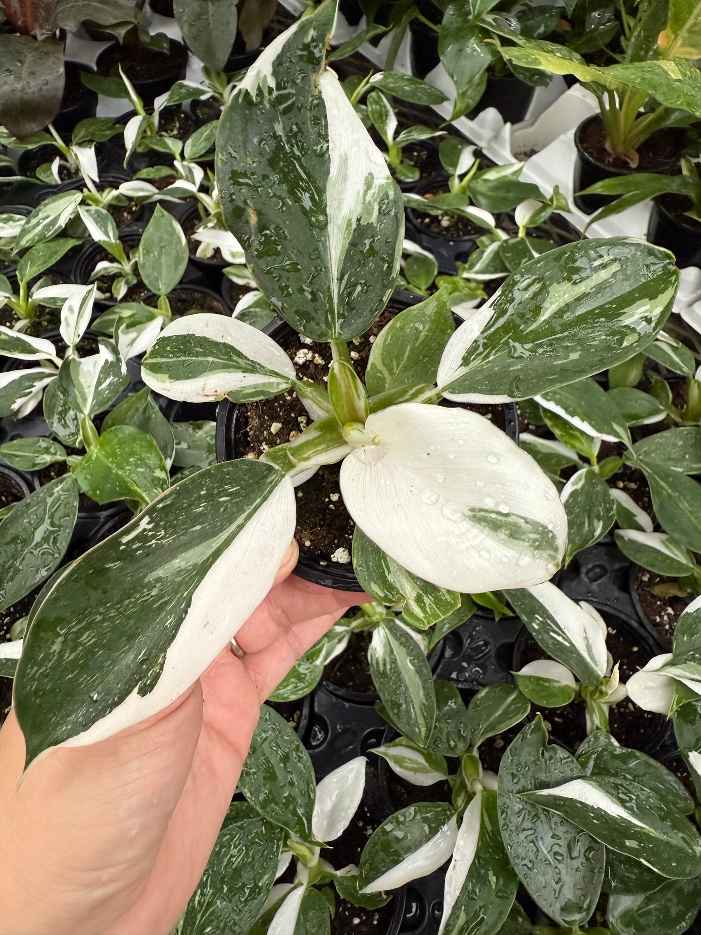Philodendron ´White Wizard’