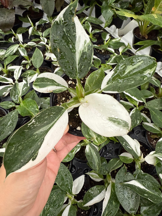 Philodendron ´White Wizard’