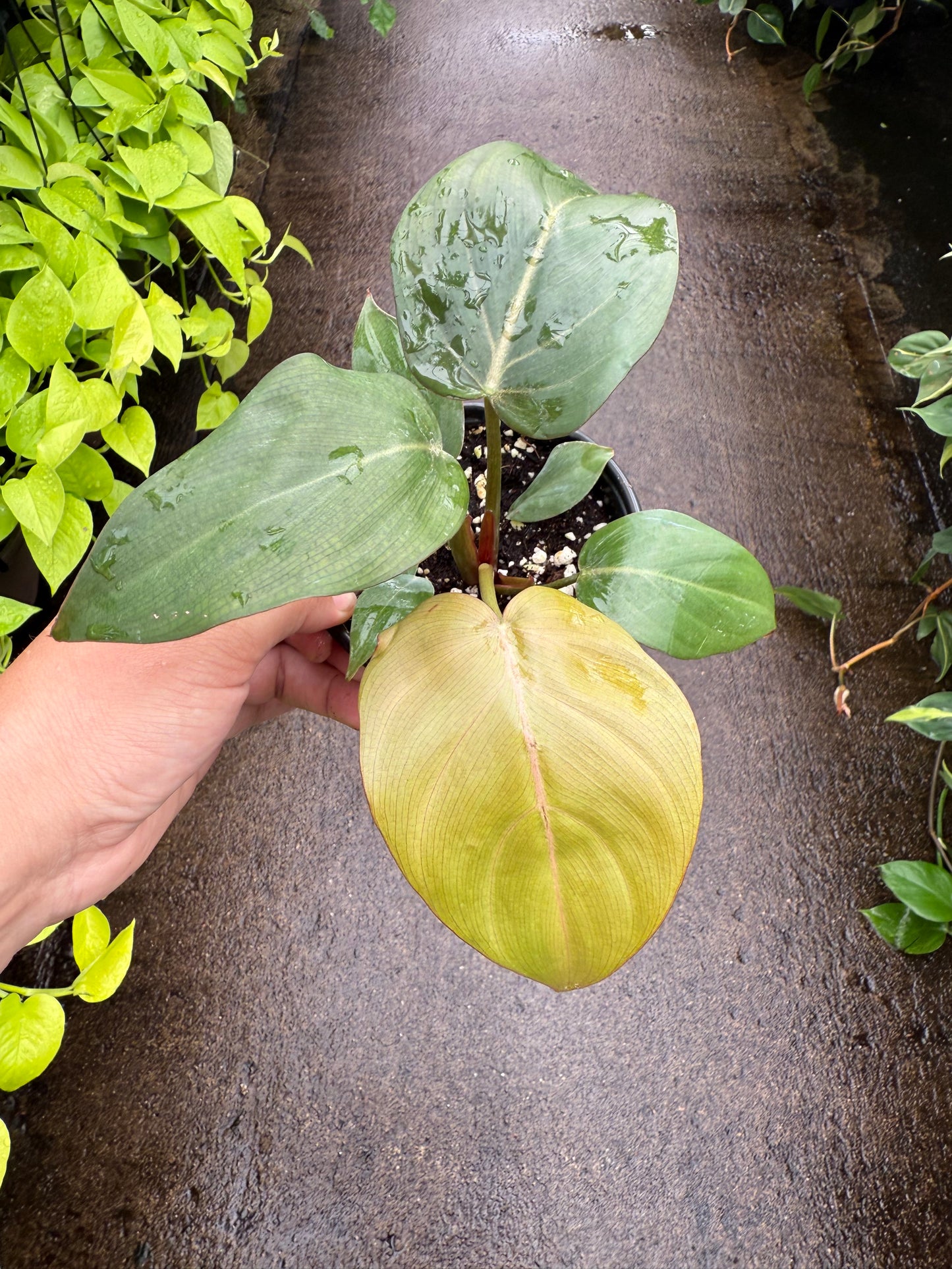 Philodendron ‘Summer Glory’