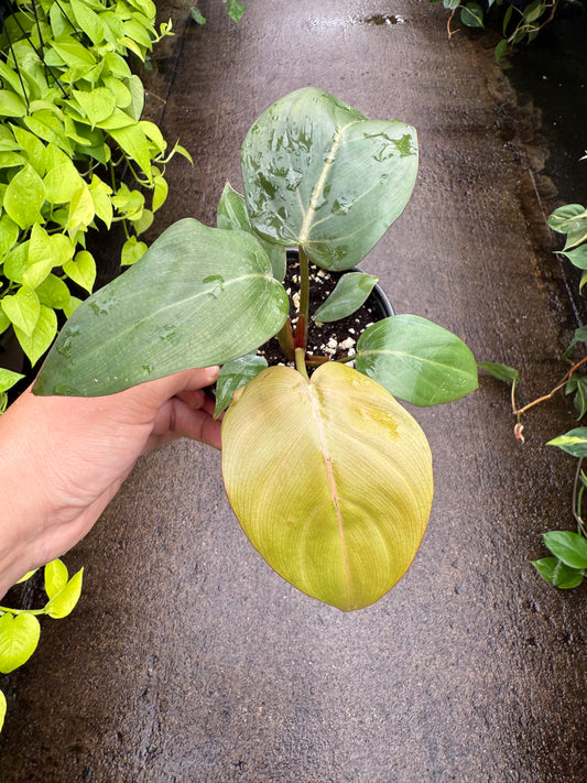 Philodendron ‘Summer Glory’