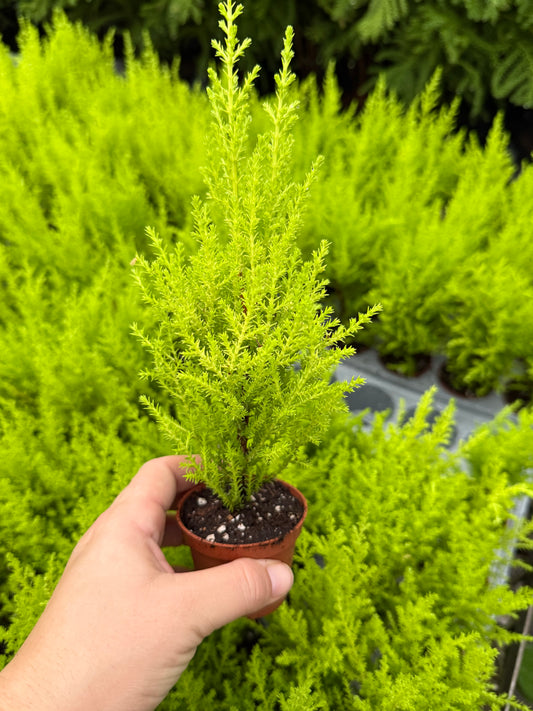Cypress ‘Goldcrest’