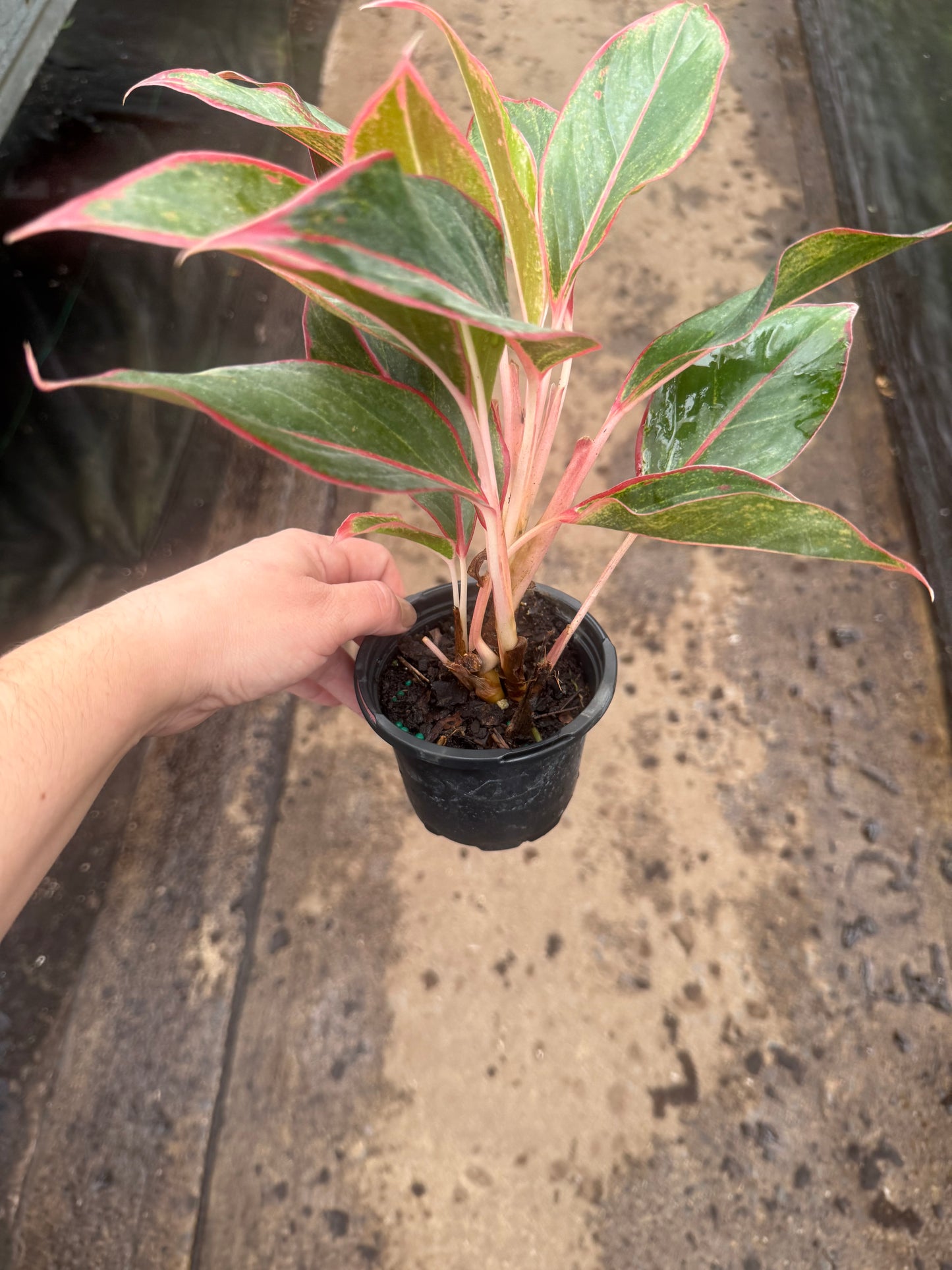Aglaonema ‘Siam’