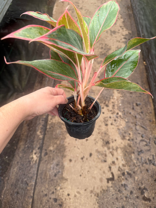 Aglaonema ‘Siam Aurora’