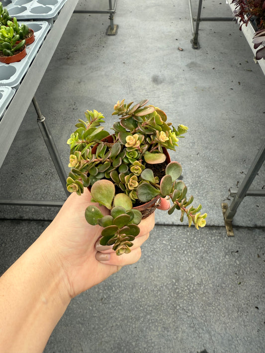 Sedum ‘Tetractinum Coral Reef’