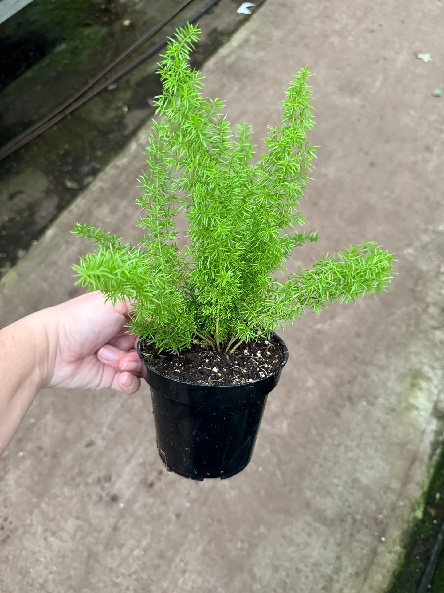 Asparagus densiflorus ‘Meyeri’