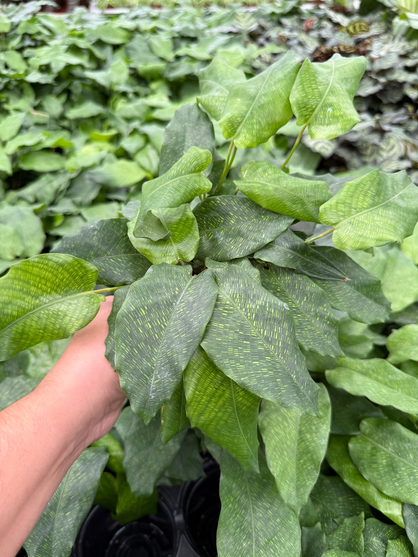 Calathea Musaica