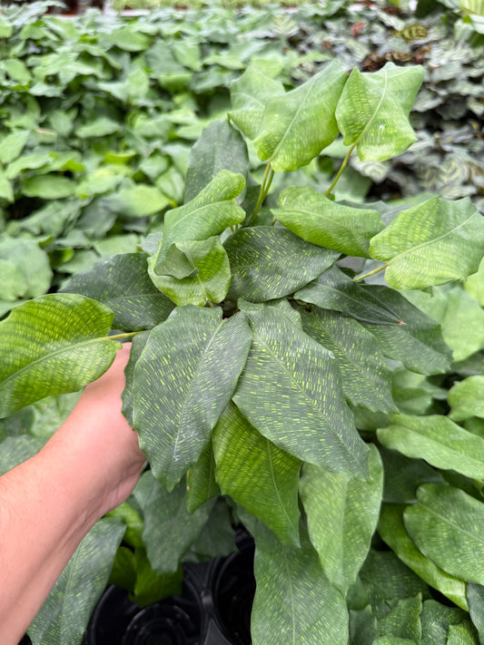 Calathea Musaica