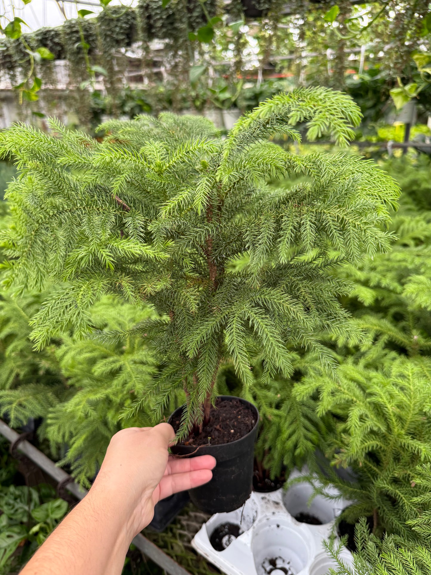 Araucaria – Norfolk Pine