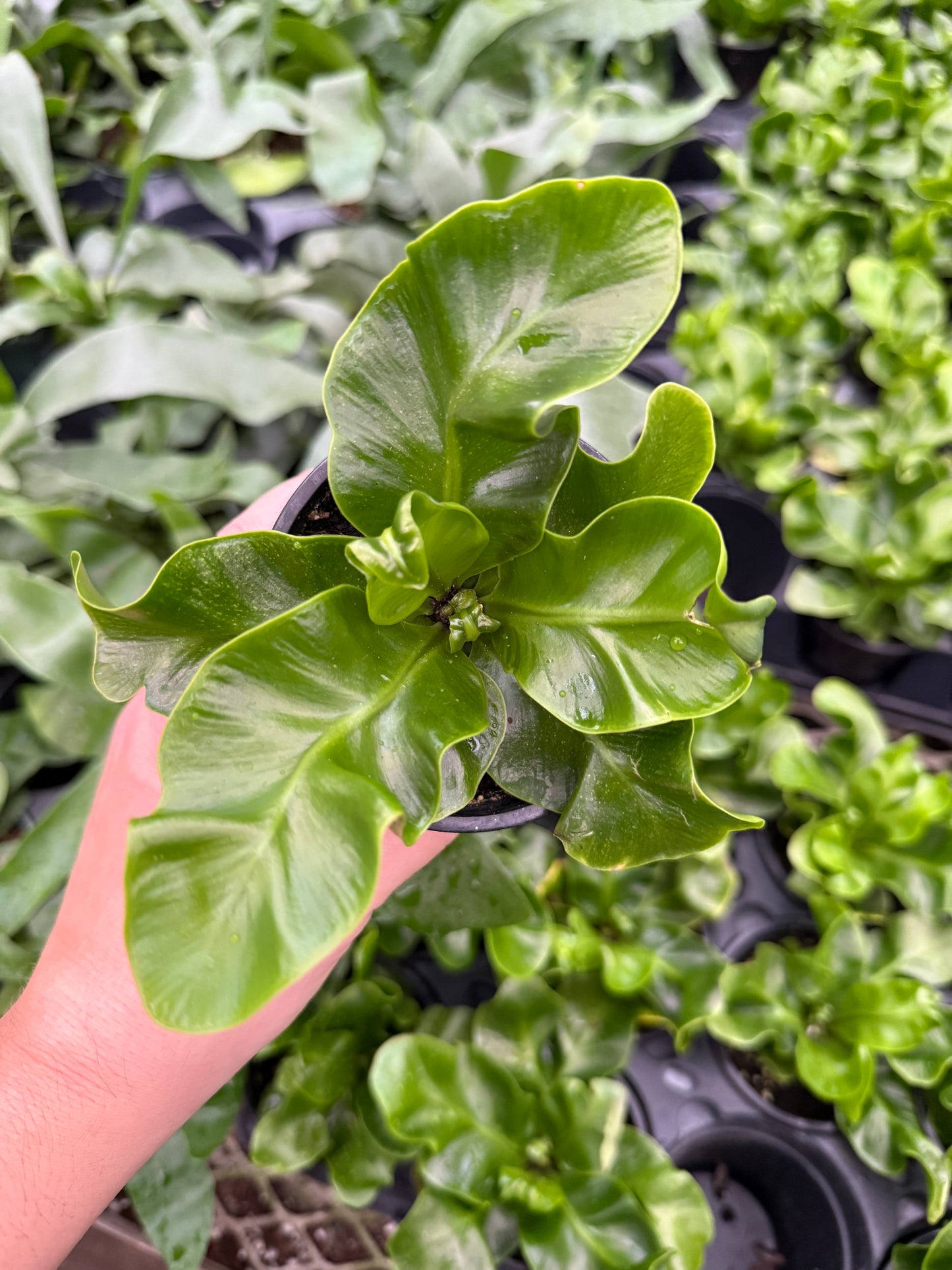 Asplenium ‘Cobra’