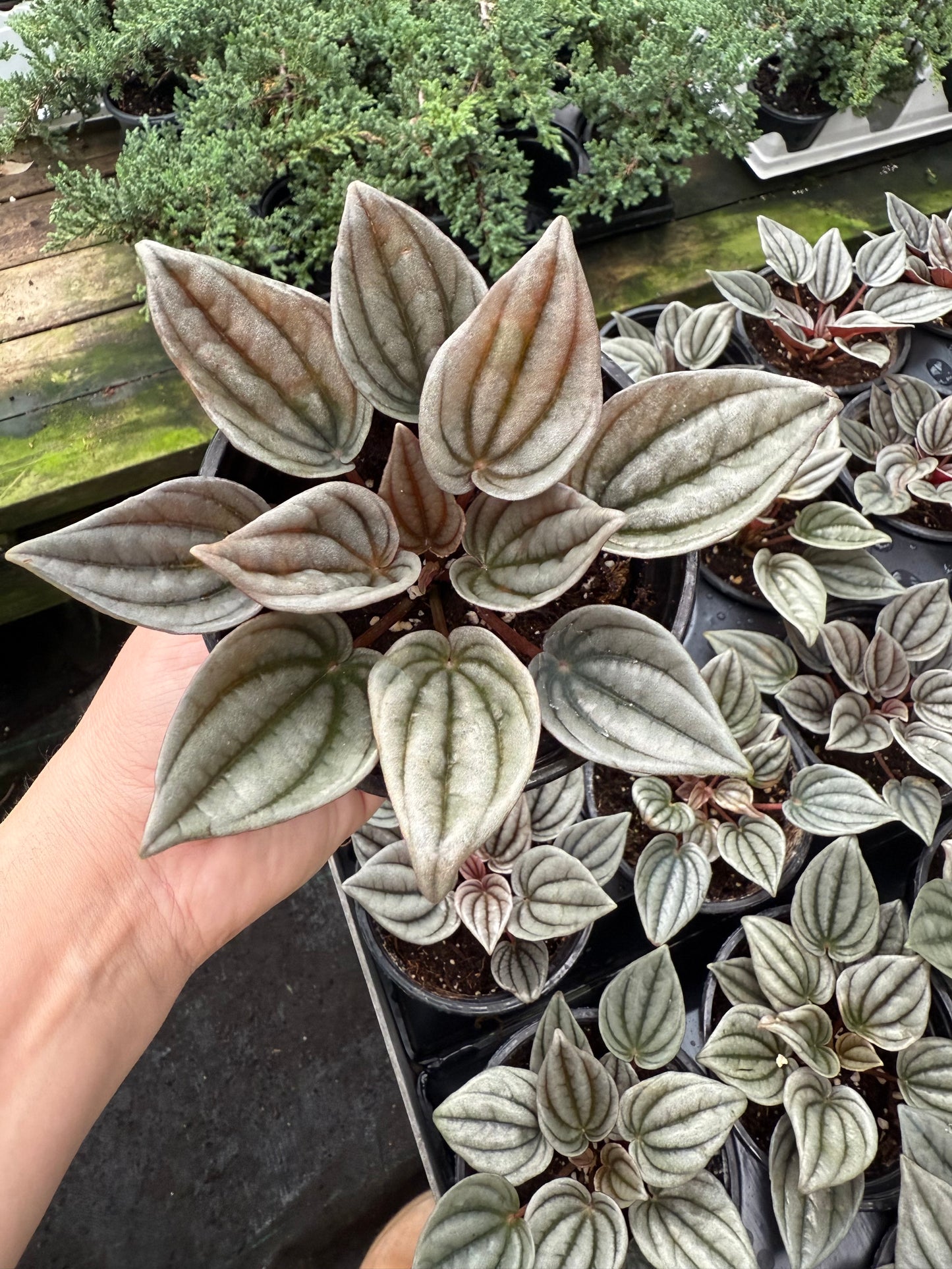 Peperomia caperata ‘Mendoza’