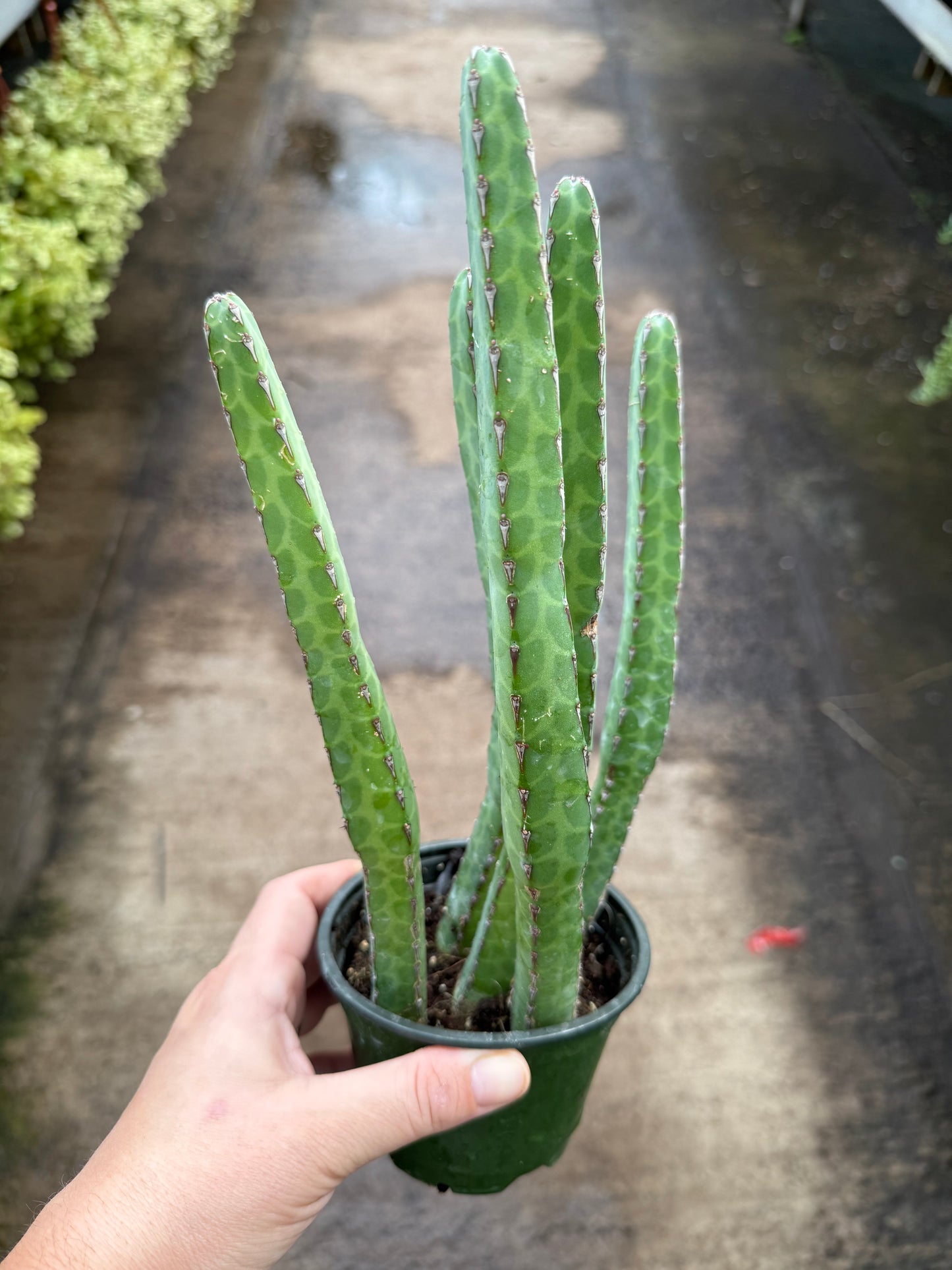 Euphorbia Heterochroma