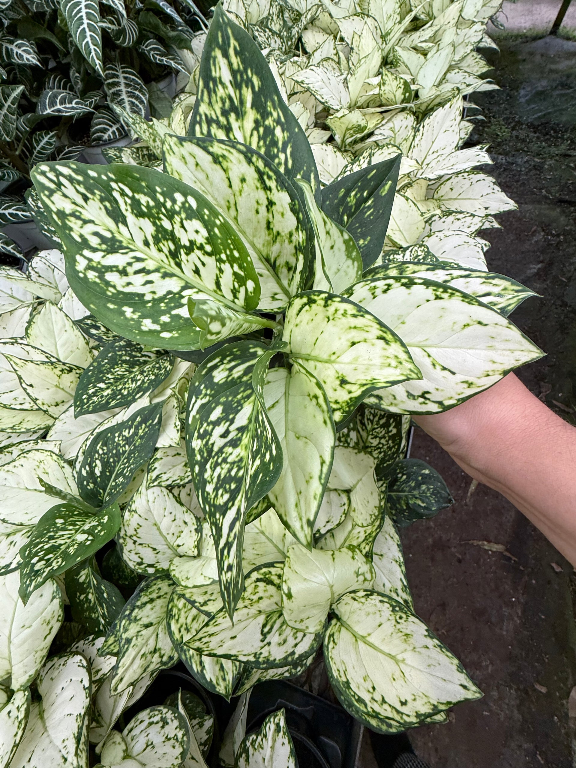 aglaonema blanc Aglaonema Beauty White - White Chinese Evergreen | Aglaonème Blanc