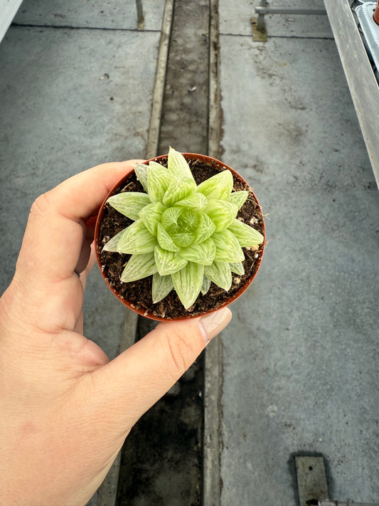 Haworthia Cooperi Variegata
