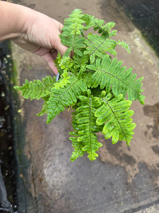 Caterpillar Fern