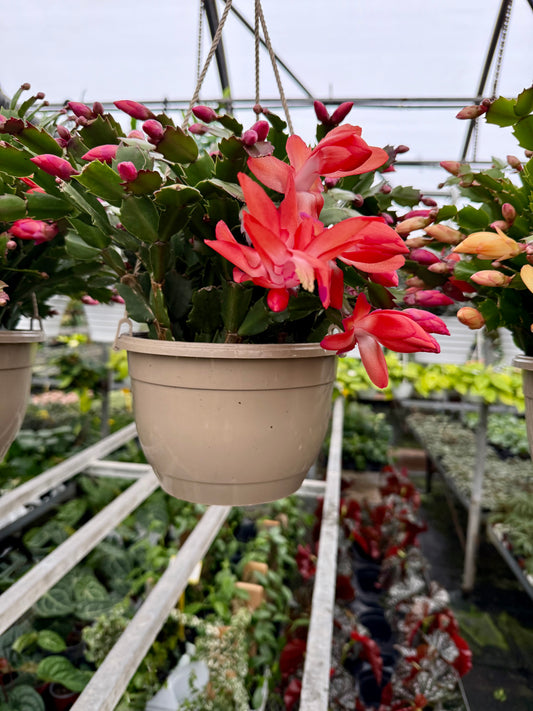 Christmas Cactus