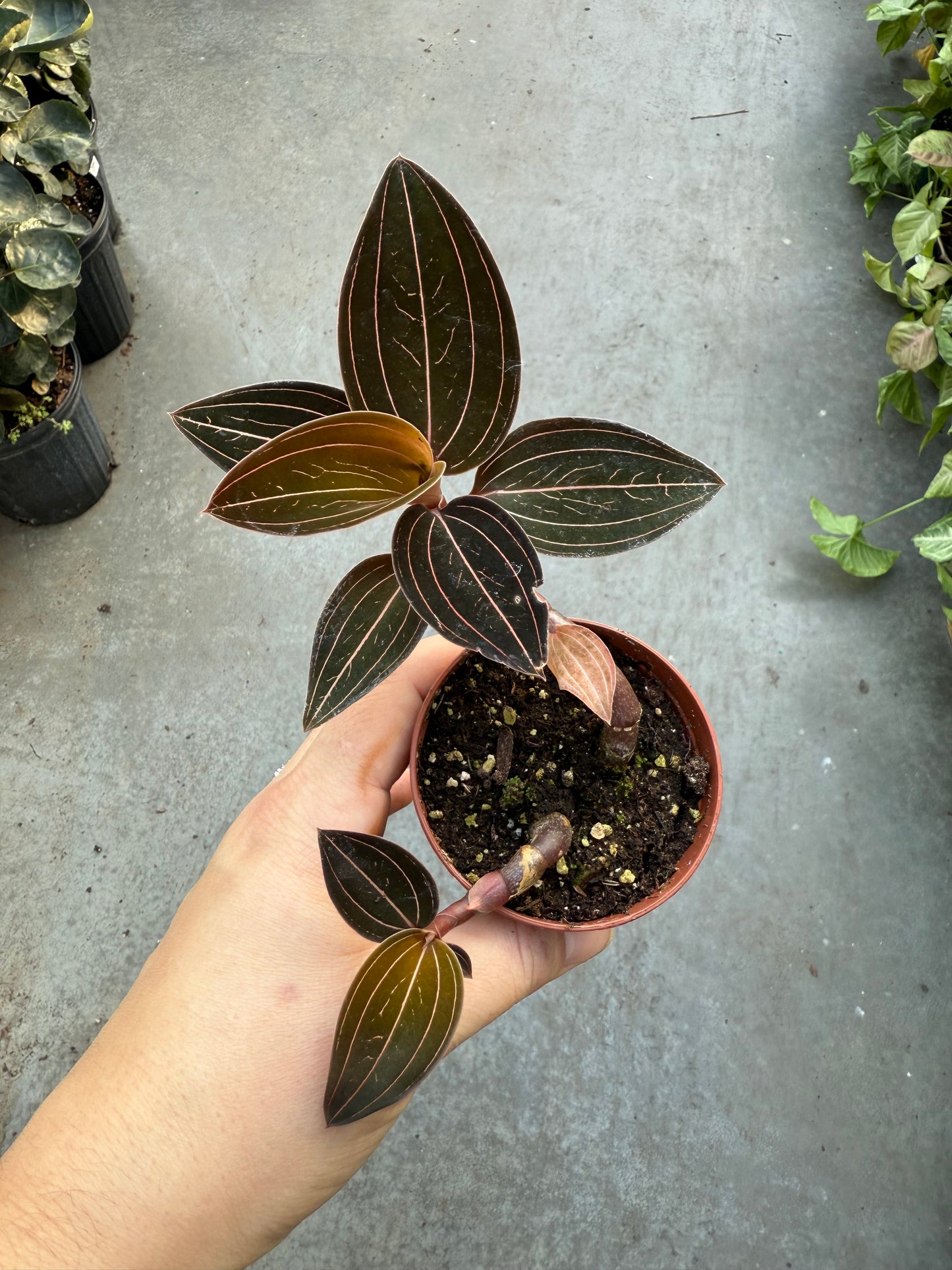 Ludisia Discolor - ‘Jewel Orchid’