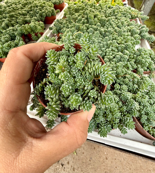 Sedum dasyphyllum ‘Major’