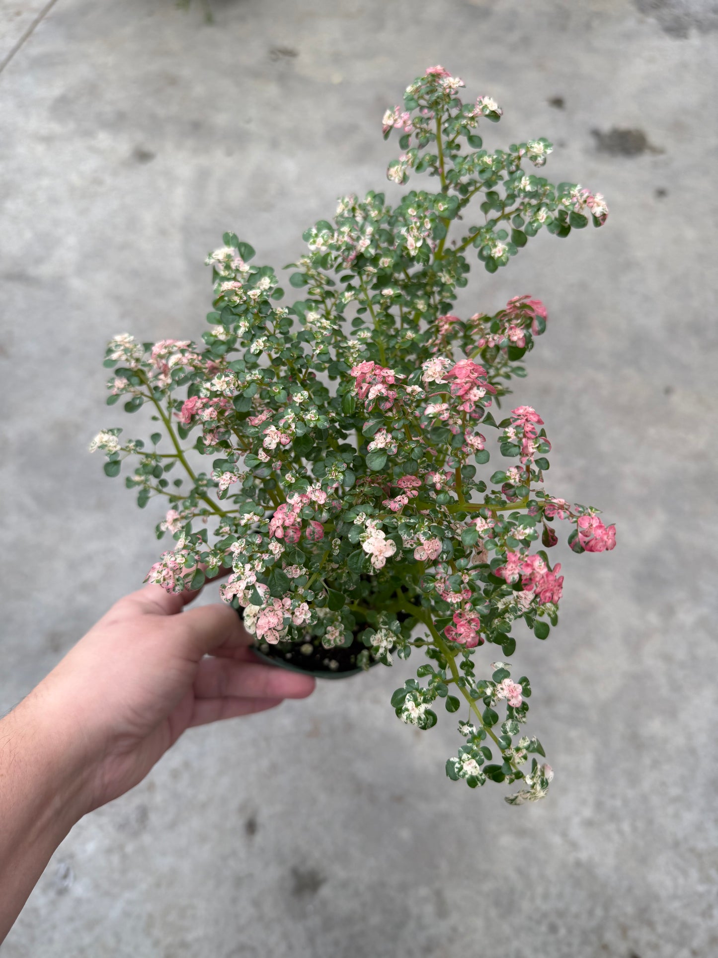 Pilea microphylla ‘Pink Splash’