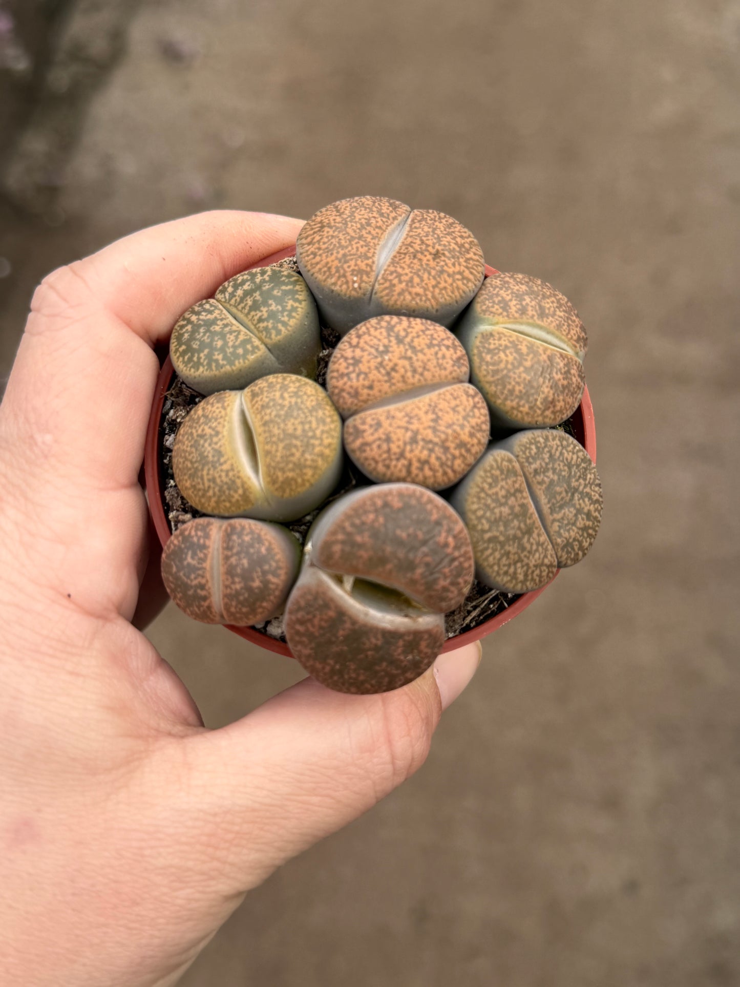 Lithops