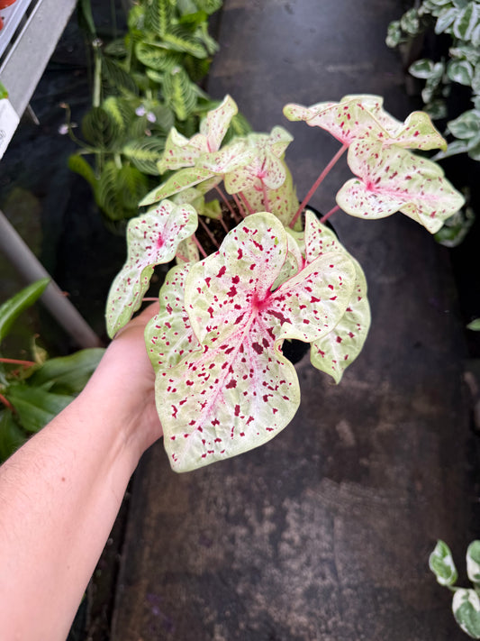 Caladium ‘Wonderland’
