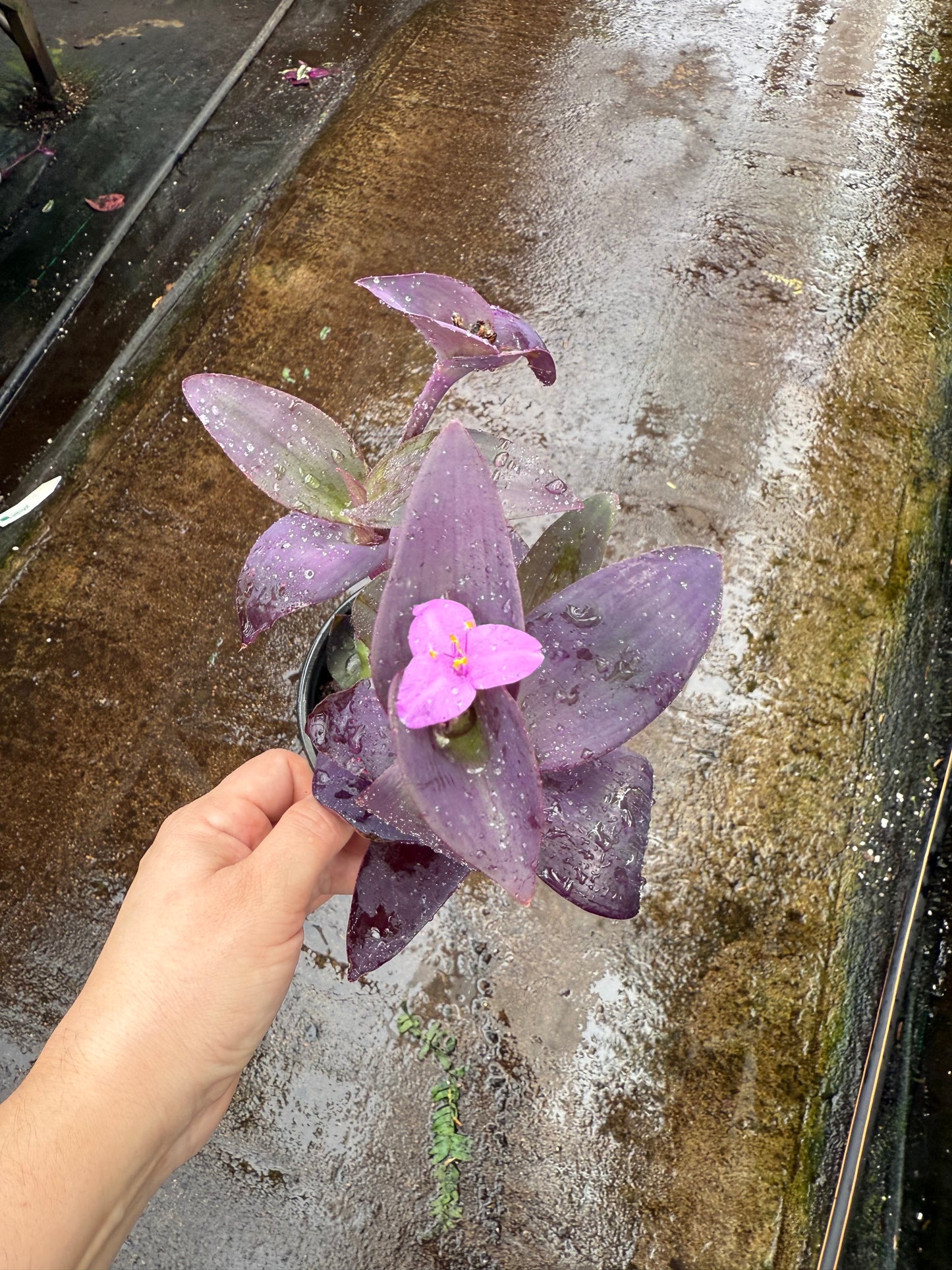 Setcreasea pallida- ‘purple heart’