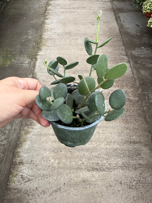 Silver Dollar Vine (Xerosicyos danguyi)