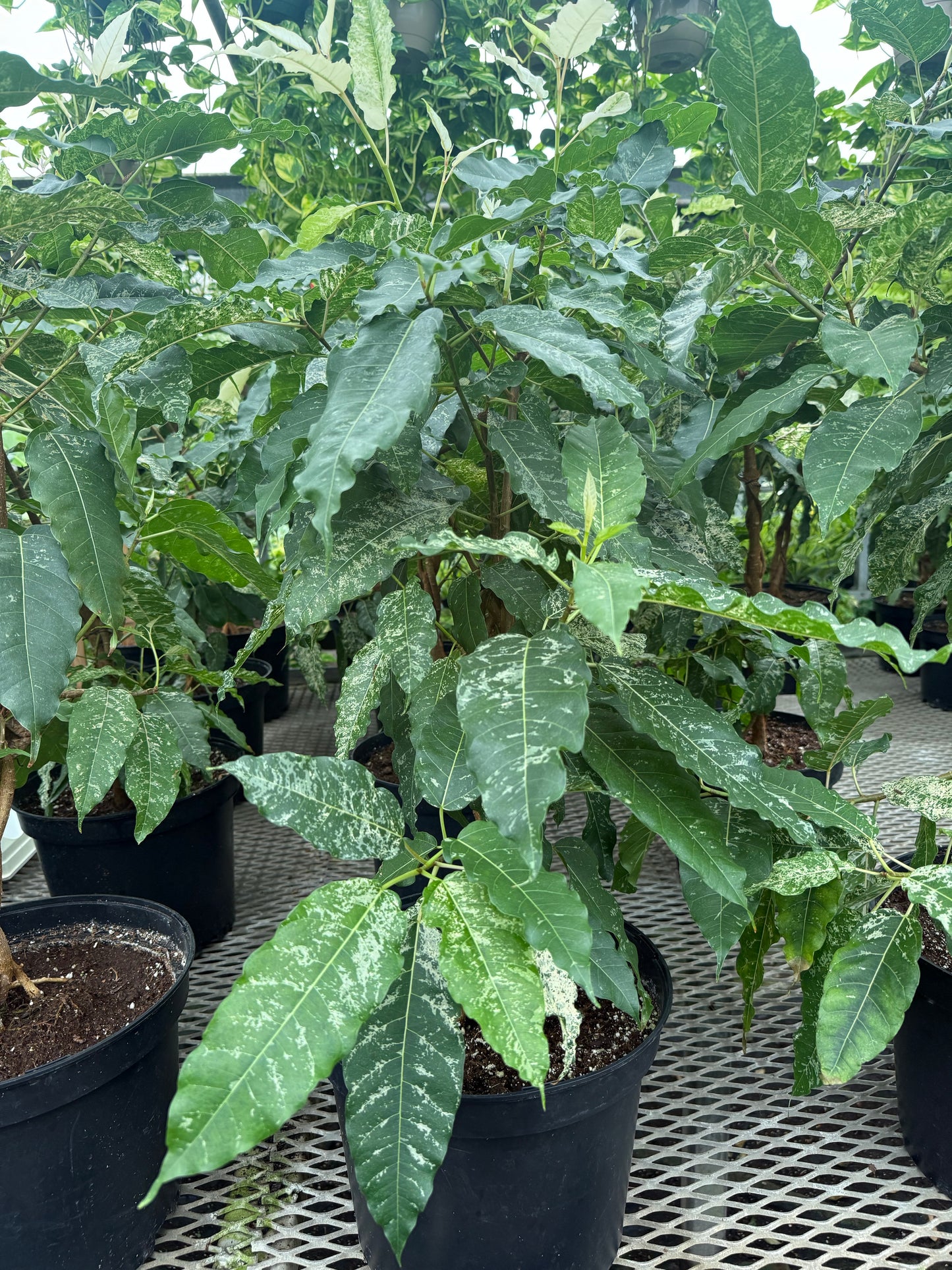 Ficus tressé