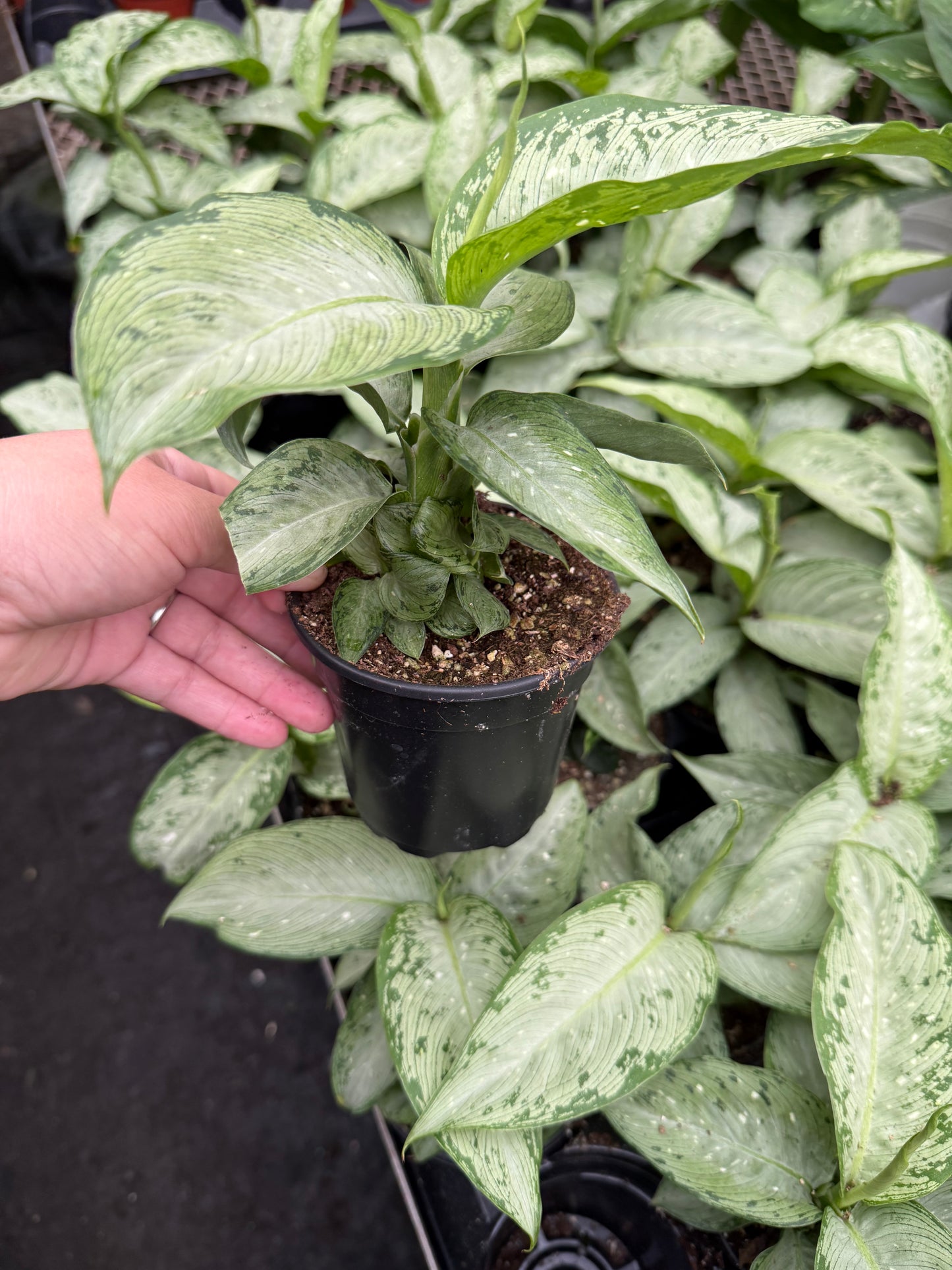 Dieffenbachia ‘Snow’