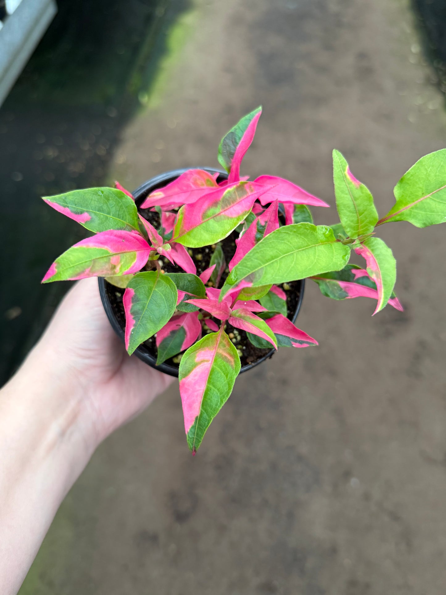Alternanthera 'Party Time'