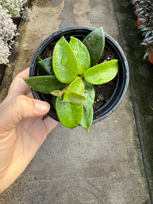 Hoya cv. ‘Chouke’