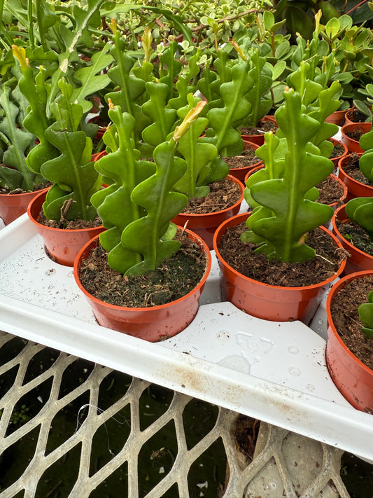 Zig Zag Cactus (Epiphyllum anguliger)