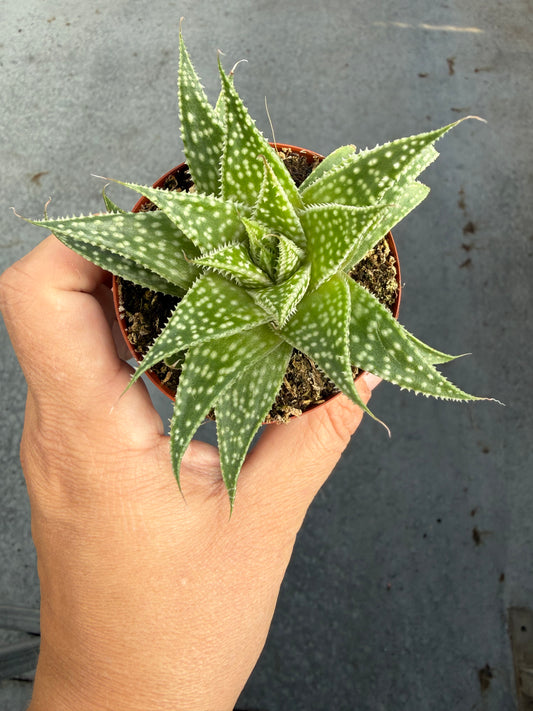 Aloe Artista ‘Cosmic Moonrise’