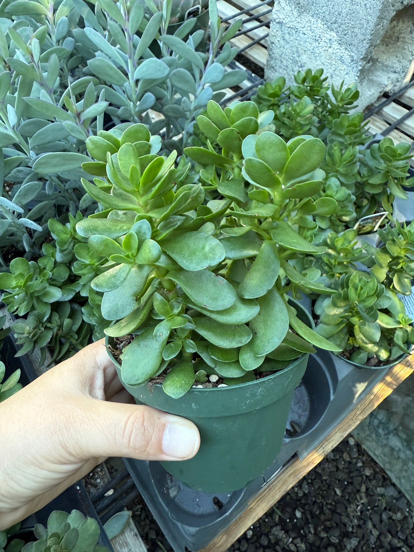 Crassula ovata – Jade Plant