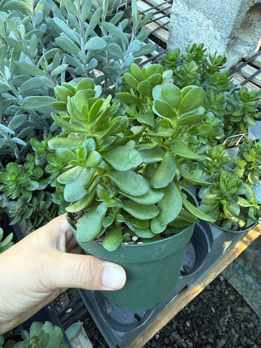 Crassula ovata – Jade Plant
