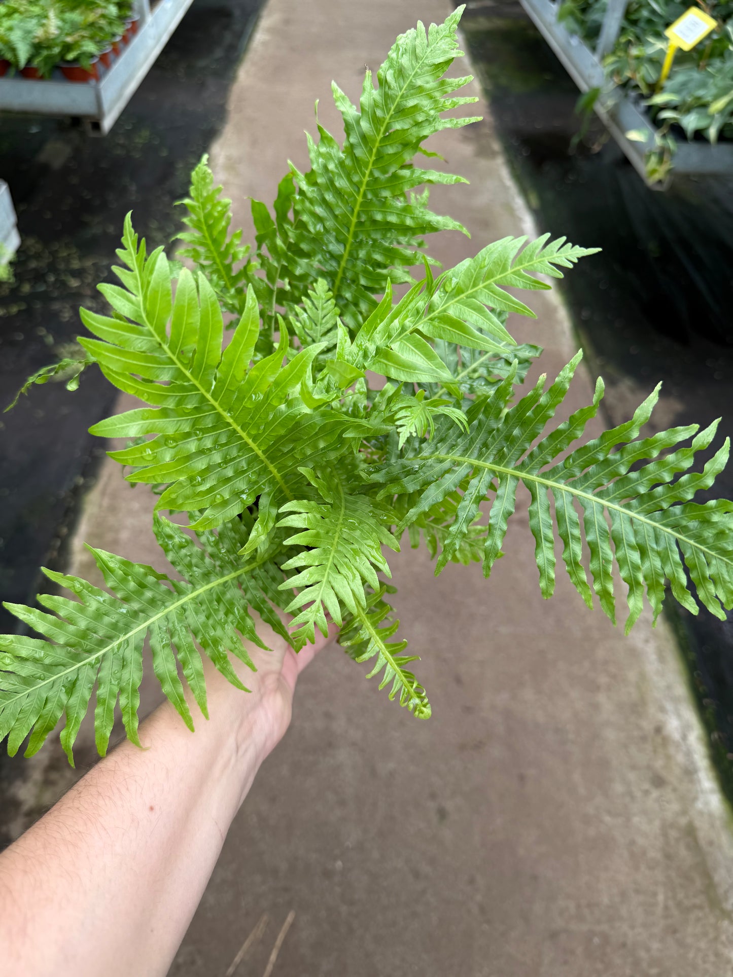 Silver Lady Fern