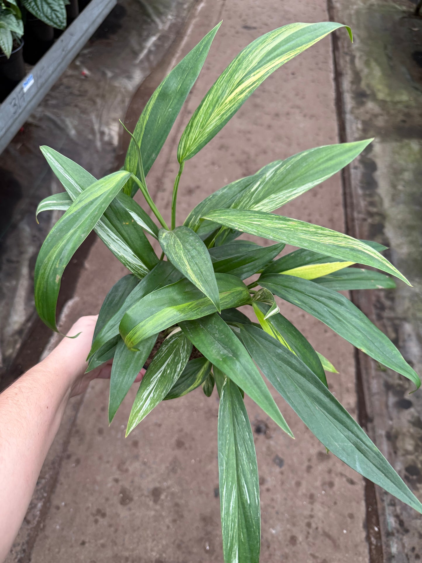 Epipremnum amplissimum ‘Variegata’