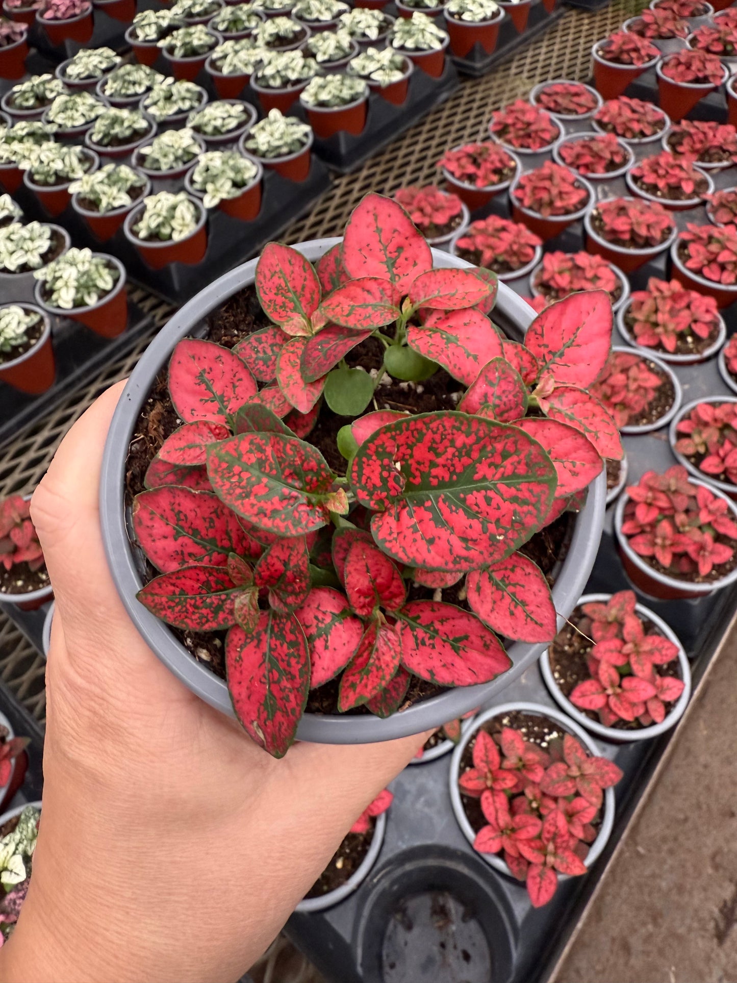 Hypoestes