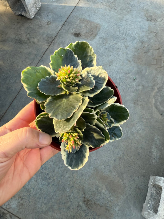 Kalanchoe blossfeldiana Variegata