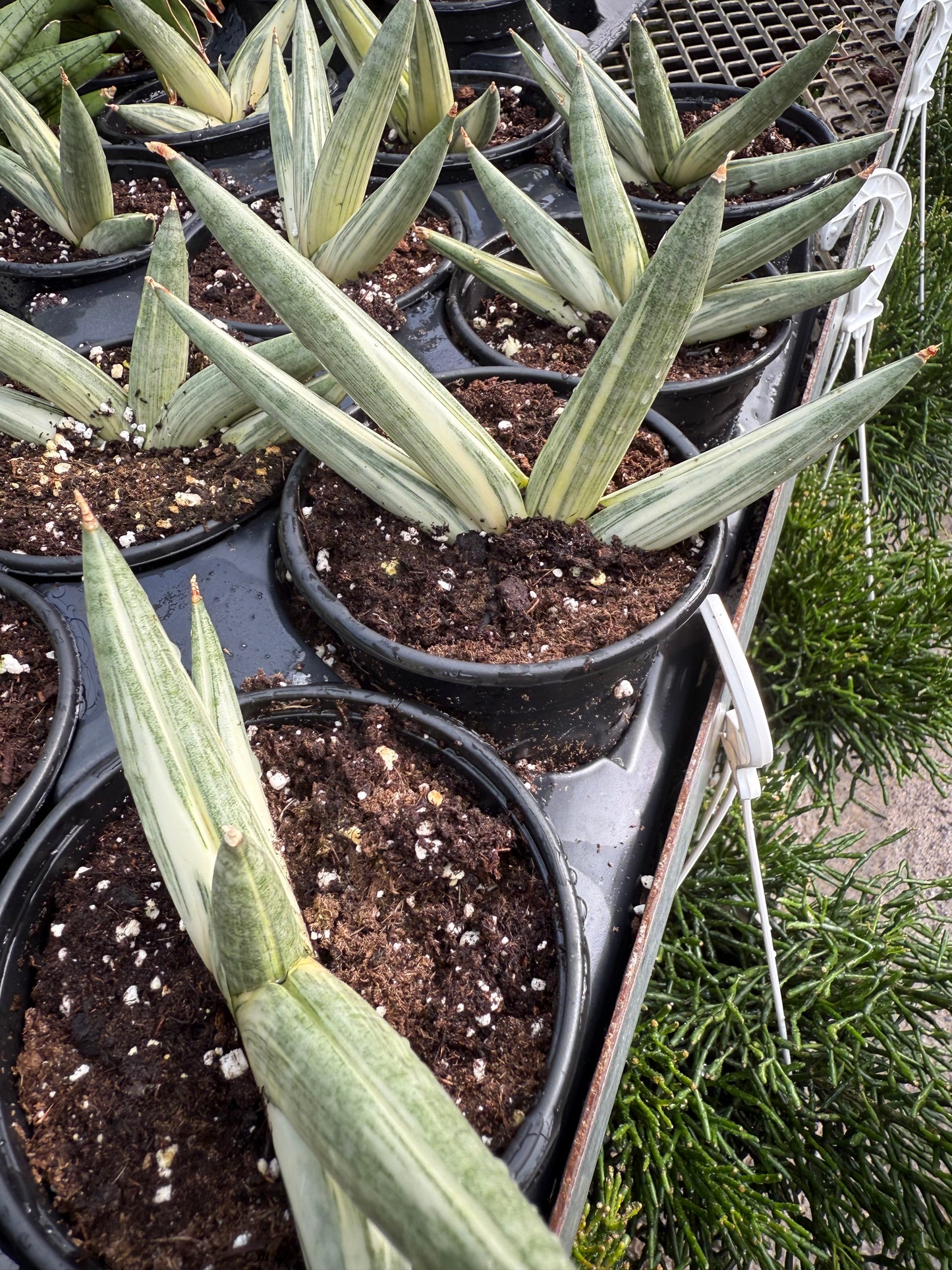 Sansevieria ‘Boncel Variegata’