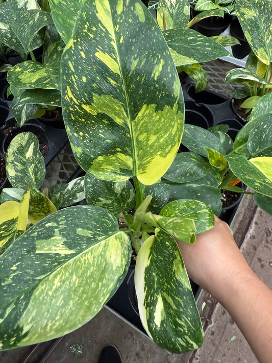 Philodendron ‘Congo Nuclear Variegata’