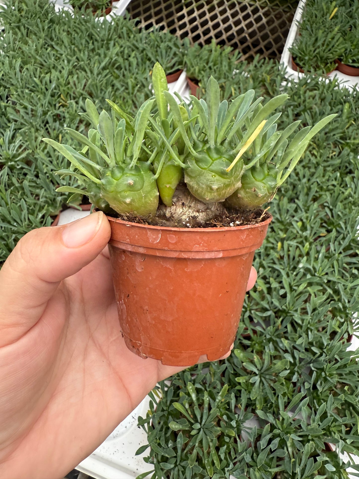 Euphorbia Bupleurisona ‘Susannea’