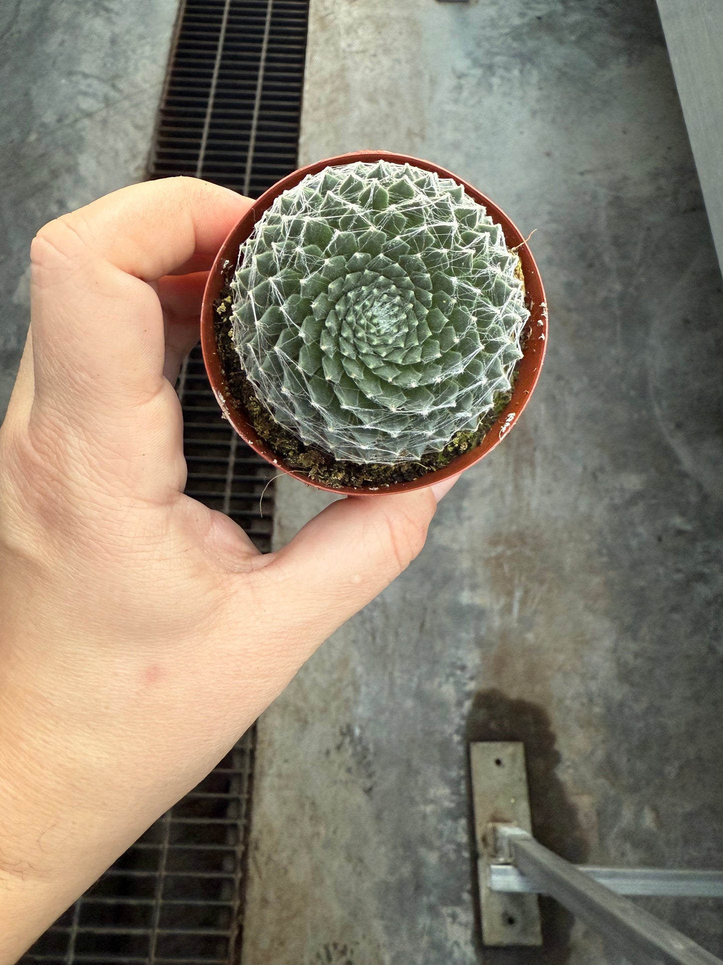 Sempervivum ‘Arctic White’